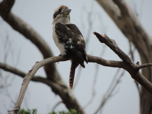 Kookaburra near Turners Beach